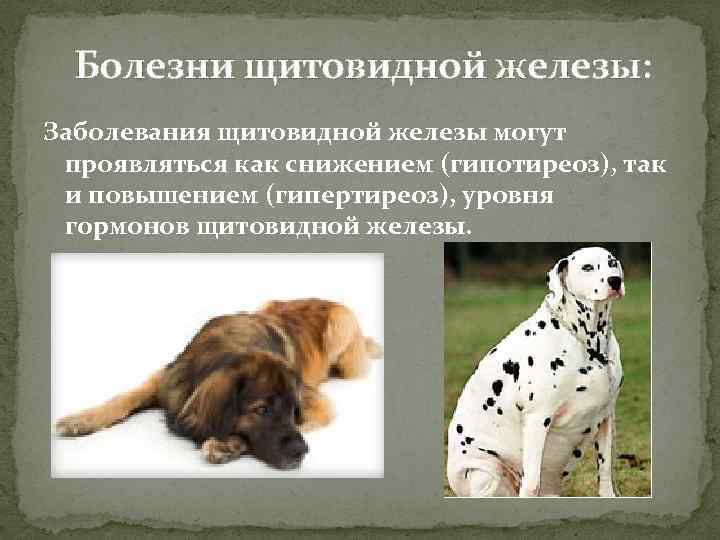 Болезни щитовидной железы: Заболевания щитовидной железы могут проявляться как снижением (гипотиреоз), так и повышением