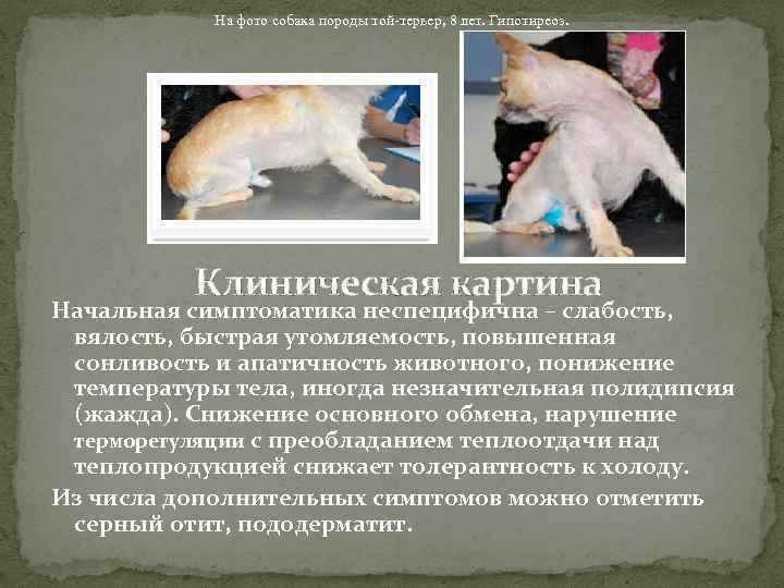 На фото собака породы той-терьер, 8 лет. Гипотиреоз. Клиническая картина Начальная симптоматика неспецифична –