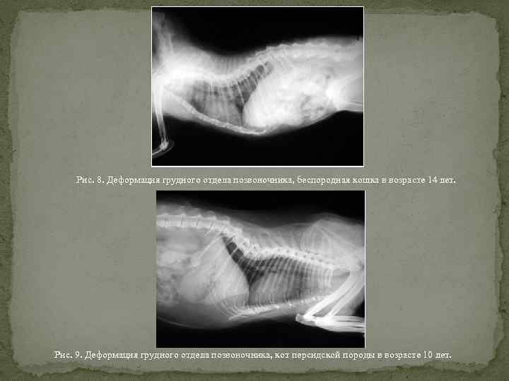 Рис. 8. Деформация грудного отдела позвоночника, беспородная кошка в возрасте 14 лет. Рис. 9.