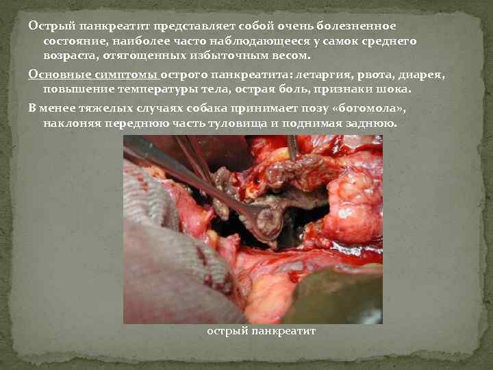 Острый панкреатит представляет собой очень болезненное состояние, наиболее часто наблюдающееся у самок среднего возраста,