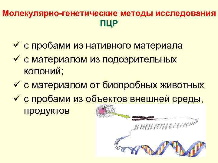 Молекулярно-генетические методы исследования ПЦР ü с пробами из нативного материала ü с материалом из