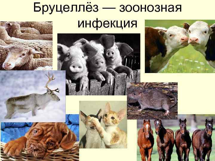 Бруцеллёз — зоонозная инфекция 