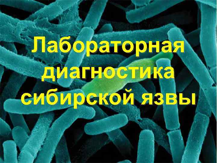 Лабораторная диагностика сибирской язвы 