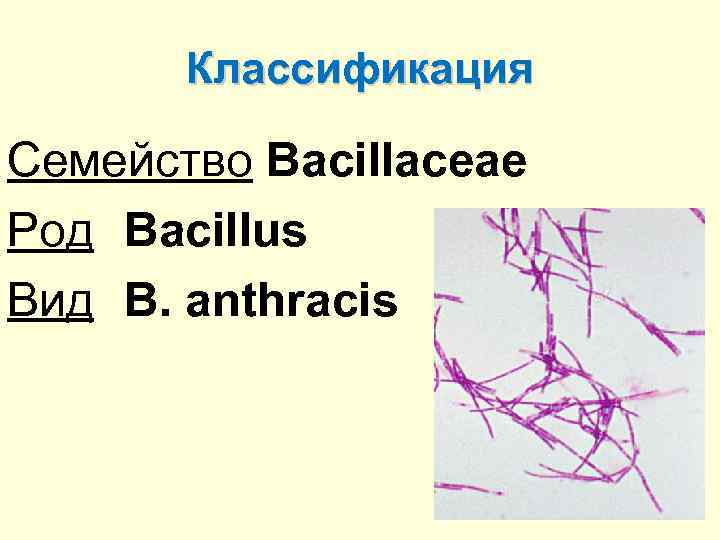 Классификация Семейство Bacillaceae Род Bacillus Вид B. anthracis 