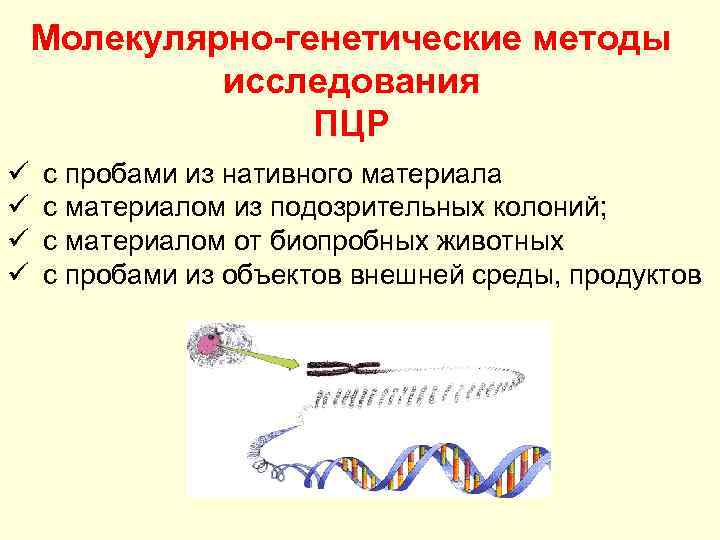 Молекулярно-генетические методы исследования ПЦР ü ü с пробами из нативного материала с материалом из