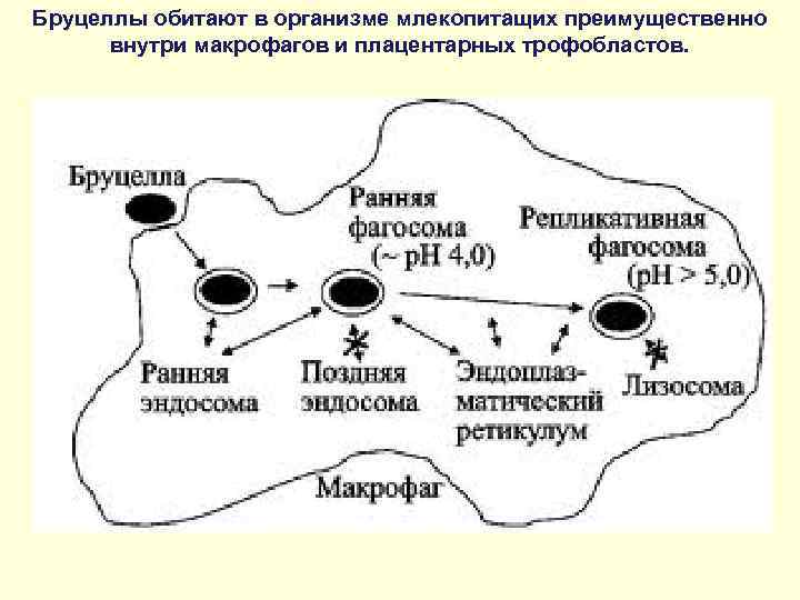 Бруцеллы обитают в организме млекопитащих преимущественно внутри макрофагов и плацентарных трофобластов. 