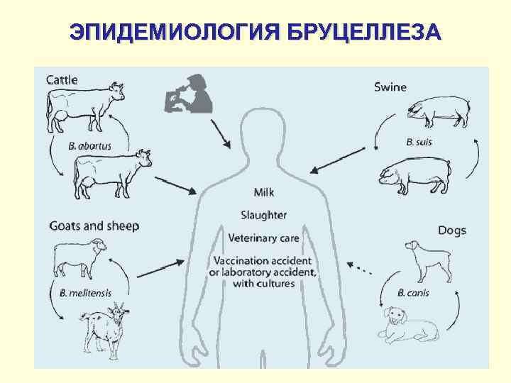 ЭПИДЕМИОЛОГИЯ БРУЦЕЛЛЕЗА 