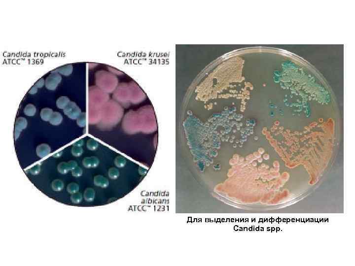 Для выделения и дифференциации Candida spp. 