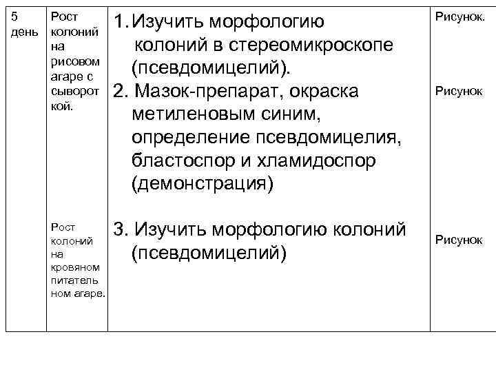 5 день Рост колоний на рисовом агаре с сыворот кой. 1. Изучить морфологию колоний