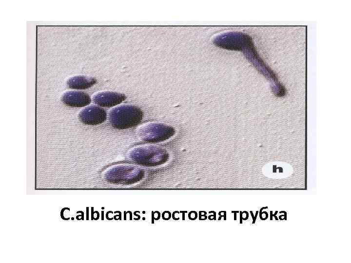 C. albicans: ростовая трубка 