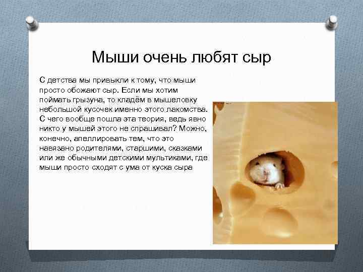 Мыши очень любят сыр С детства мы привыкли к тому, что мыши просто обожают