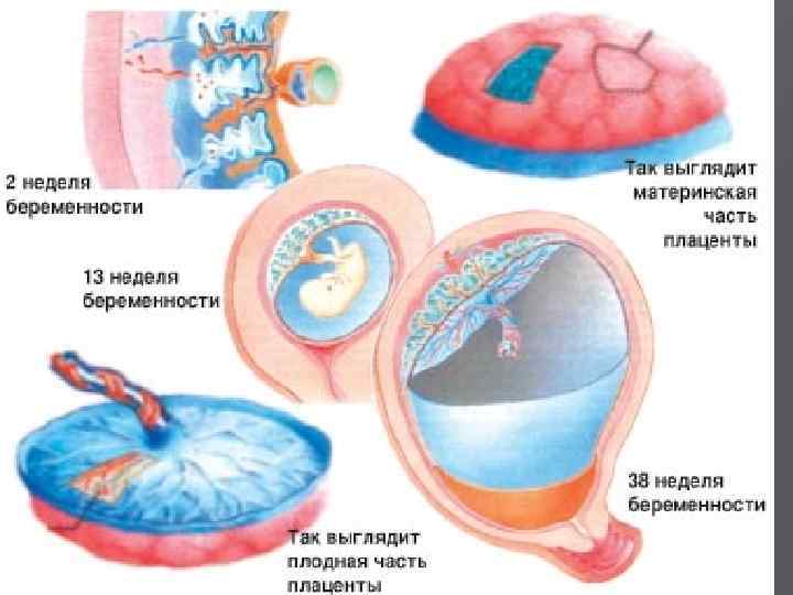 Плацента имеет плодовую и материнскую часть 