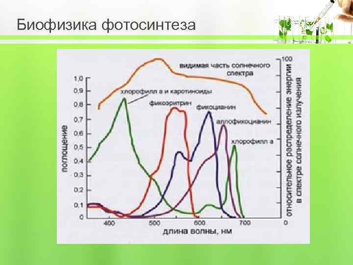 Биофизика фотосинтеза 