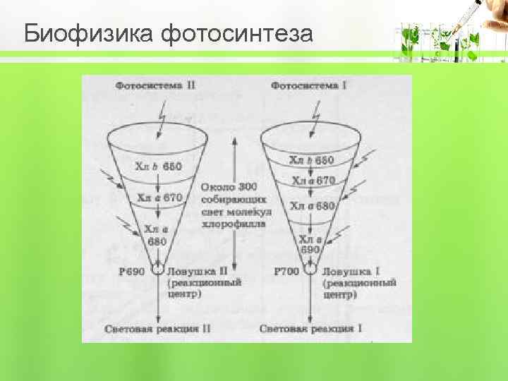 Биофизика фотосинтеза 