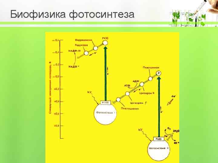 Биофизика фотосинтеза 