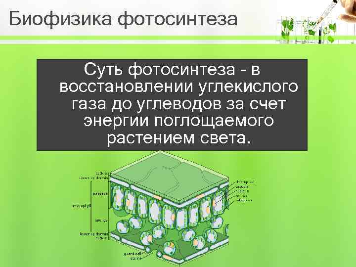 Биофизика фотосинтеза Суть фотосинтеза – в восстановлении углекислого газа до углеводов за счет энергии