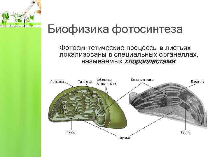 Биофизика фотосинтеза Фотосинтетические процессы в листьях локализованы в специальных органеллах, называемых хлоропластами. 