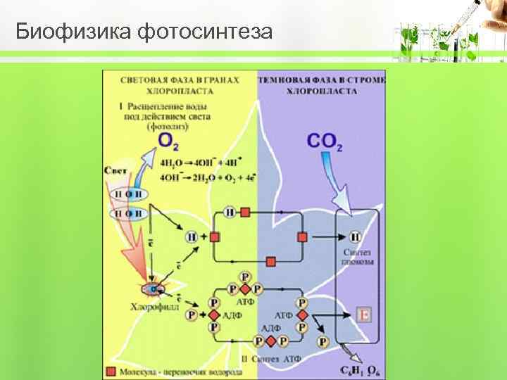 Таблица реакции фотосинтеза. Фотосинтез схема. Этапы фотосинтеза схема. Упрощенная схема фотосинтеза. Схема фотосинтеза ЕГЭ.