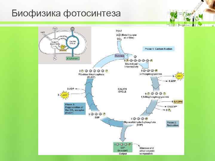 Биофизика фотосинтеза 