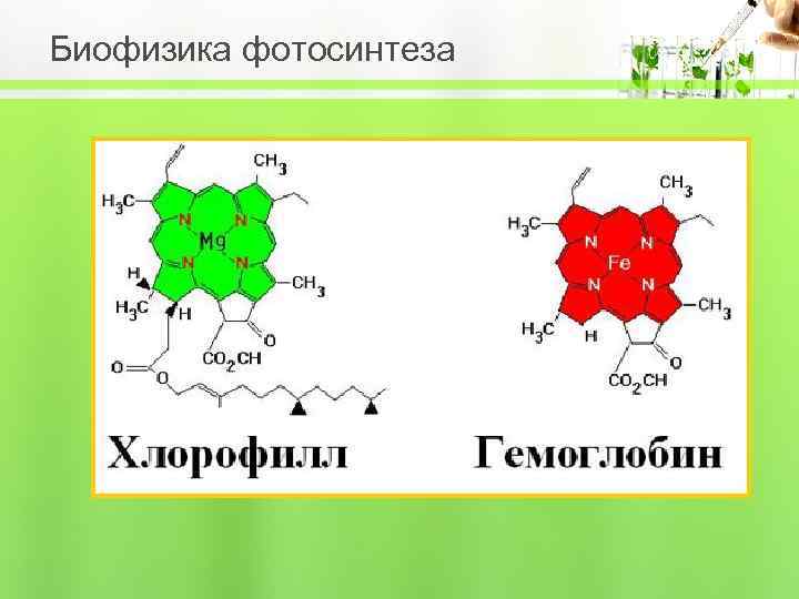 Биофизика фотосинтеза 