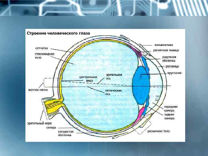 Строение глаза фото. Строение глаза. Строение глаза на кт. Зрительная система. Анатомия глаза человека.