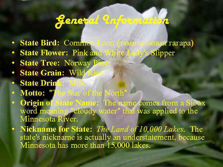 General Information • • State Bird: Common Loon (темноклювая гагара) State Flower: Pink and