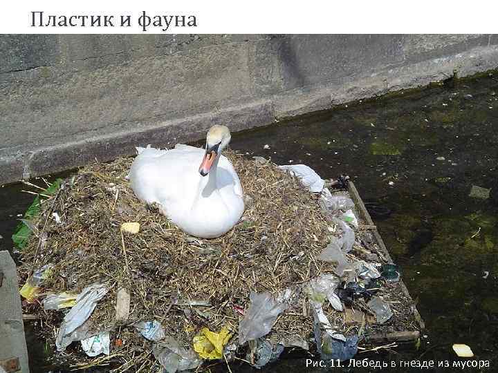 Пластик и фауна Рис. 11. Лебедь в гнезде из мусора 
