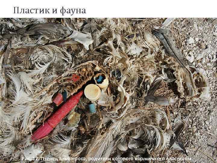 Пластик и фауна Рис. 12. Птенец альбатроса, родители которого кормили его пластиком 
