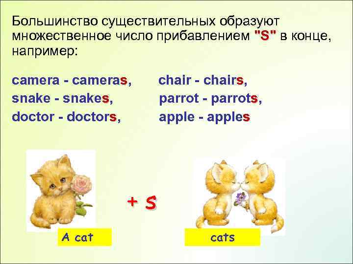 Большинство существительных образуют множественное число прибавлением "S" в конце, например: camera - cameras, snake