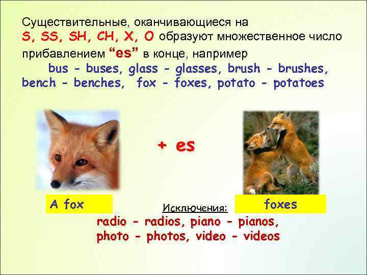 Существительные, оканчивающиеся на S, SH, CH, X, O образуют множественное число прибавлением “es” в