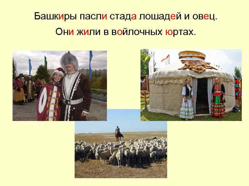 Башкиры пасли стада лошадей и овец. Они жили в войлочных юртах. 
