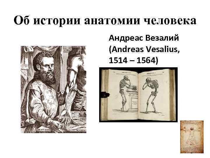 Об истории анатомии человека Андреас Везалий (Andreas Vesalius, 1514 – 1564) 