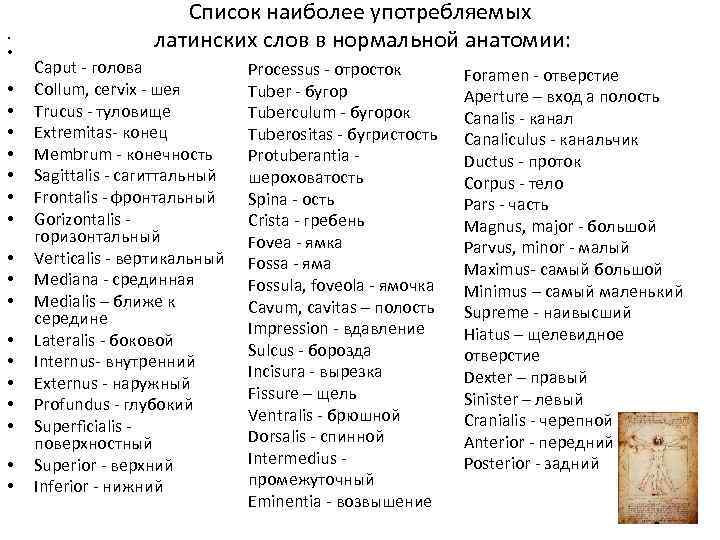  • • • • • Список наиболее употребляемых латинских слов в нормальной анатомии: