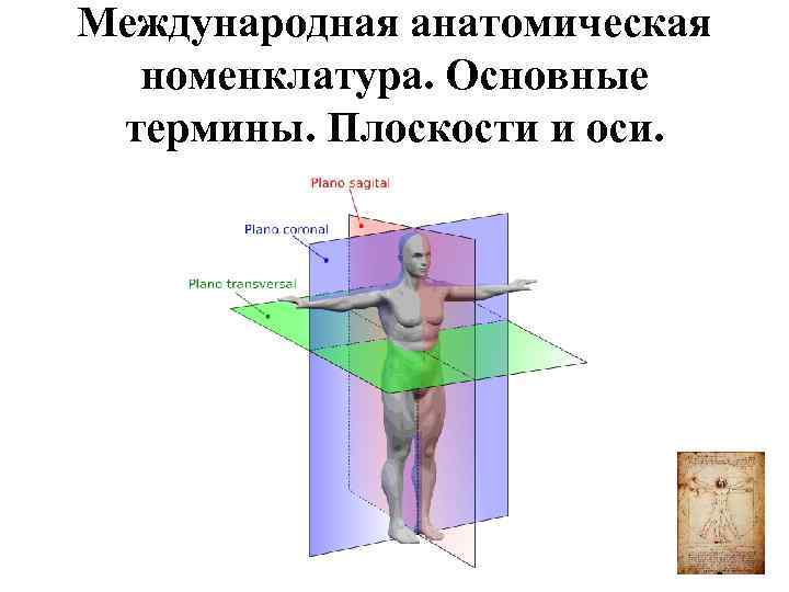 Международная анатомическая номенклатура. Основные термины. Плоскости и оси. 