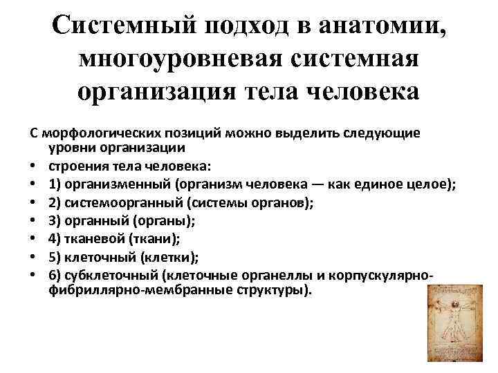 Системный подход в анатомии, многоуровневая системная организация тела человека С морфологических позиций можно выделить