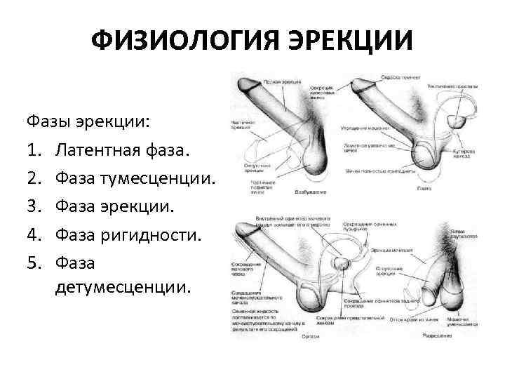 ФИЗИОЛОГИЯ ЭРЕКЦИИ Фазы эрекции: 1. Латентная фаза. 2. Фаза тумесценции. 3. Фаза эpекции. 4.