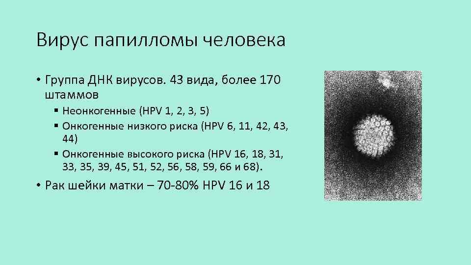 Вирус папилломы человека • Группа ДНК вирусов. 43 вида, более 170 штаммов § Неонкогенные