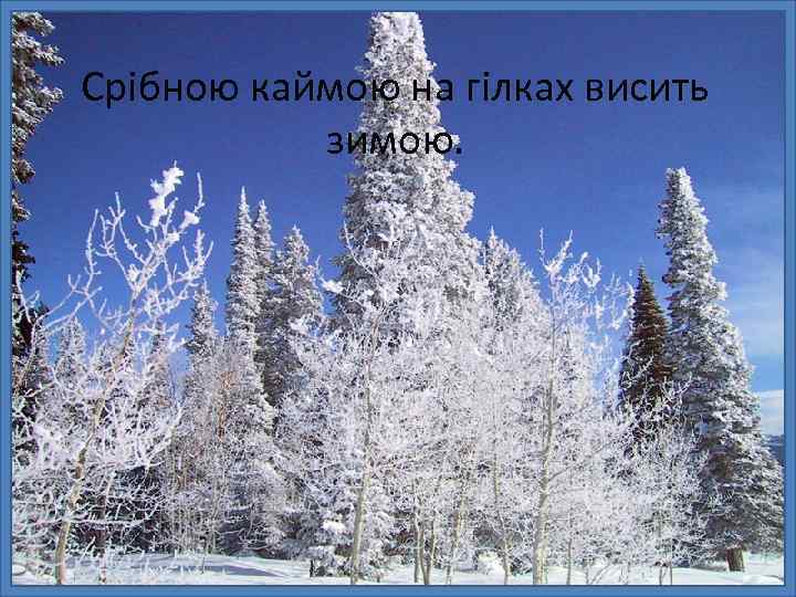 Срібною каймою на гілках висить зимою. 