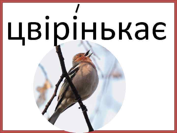 цвірінькає 