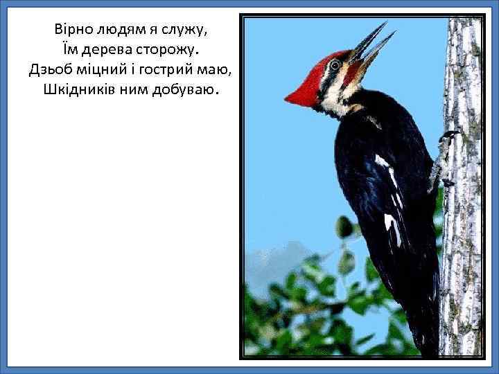 Вірно людям я служу, Їм дерева сторожу. Дзьоб міцний і гострий маю, Шкідників ним