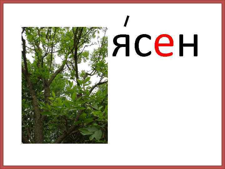 ясен 