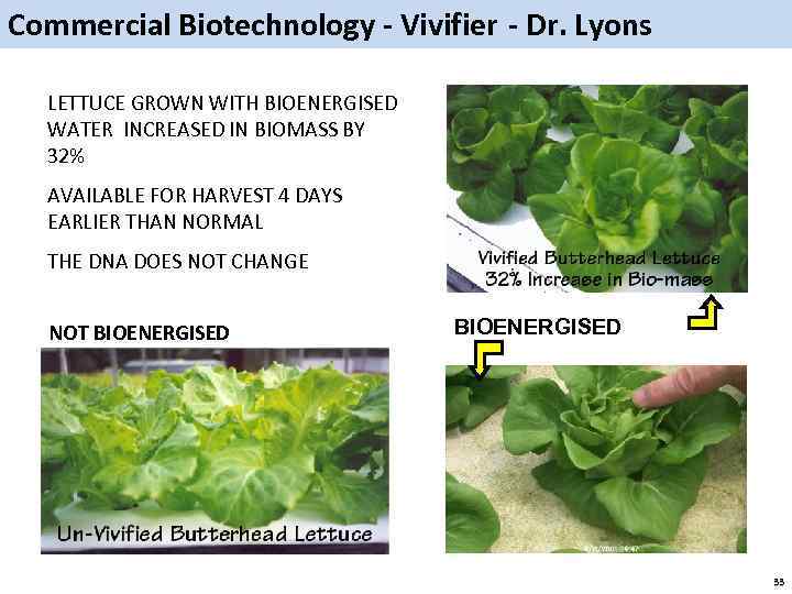 Commercial Biotechnology - Vivifier - Dr. Lyons LETTUCE GROWN WITH BIOENERGISED WATER INCREASED IN