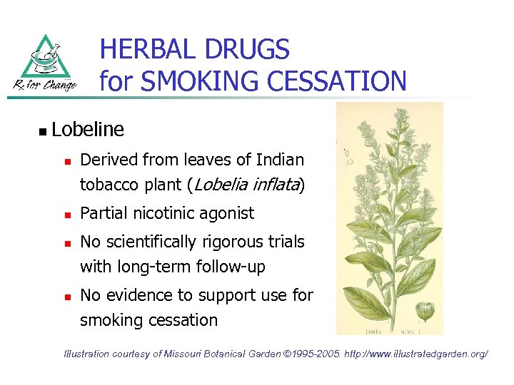 HERBAL DRUGS for SMOKING CESSATION n Lobeline n n Derived from leaves of Indian