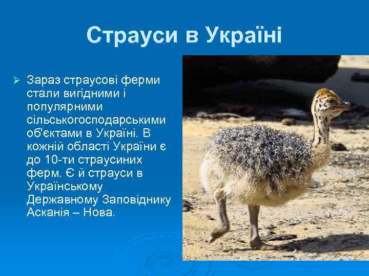 Страуси в Україні Ø Зараз страусові ферми стали вигідними і популярними сільськогосподарськими об'єктами в