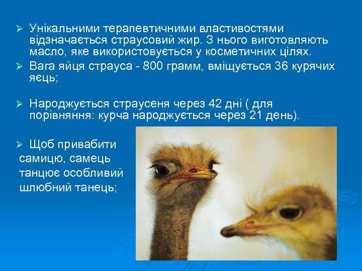 Унікальними терапевтичними властивостями відзначається страусовий жир. З нього виготовляють масло, яке використовується у косметичних