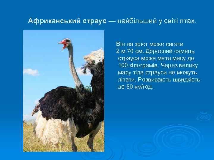 Африканський страус — найбільший у світі птах. Він на зріст може сягати 2 м