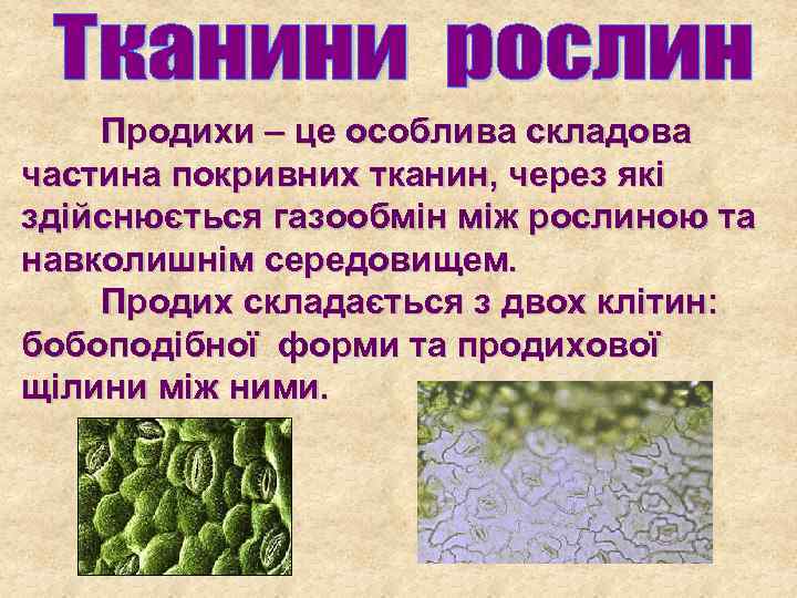 Продихи – це особлива складова частина покривних тканин, через які здійснюється газообмін між рослиною