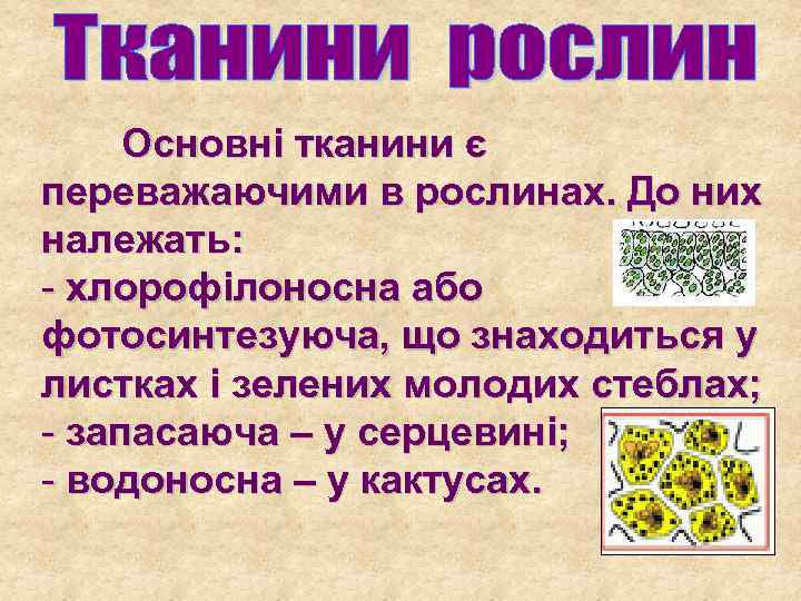 Основні тканини є переважаючими в рослинах. До них належать: - хлорофілоносна або фотосинтезуюча, що