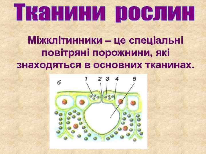 Міжклітинники – це спеціальні повітряні порожнини, які знаходяться в основних тканинах. 