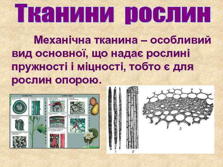 Механічна тканина – особливий вид основної, що надає рослині пружності і міцності, тобто є